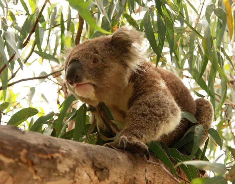 From Melbourne: Small Group Great Ocean Road Tour - Key Points