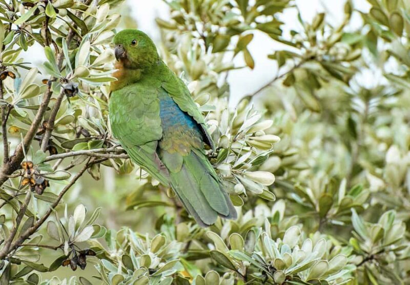 From Melbourne: Small Group Great Ocean Road Tour - Who Should Consider This Tour?