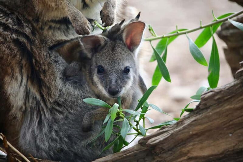 From Melbourne: Werribee Open Range Zoo & Werribee Mansion - Who Should Consider This Tour?