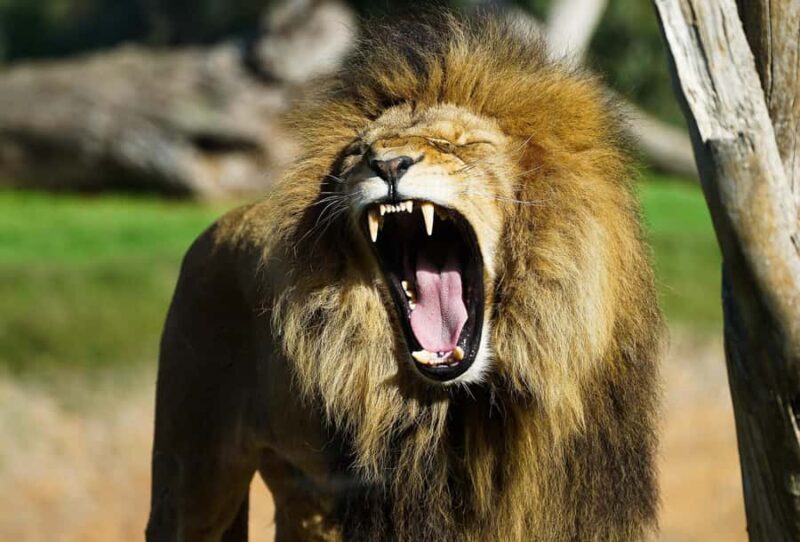 From Melbourne: Werribee Open Range Zoo & Werribee Mansion - Final Words