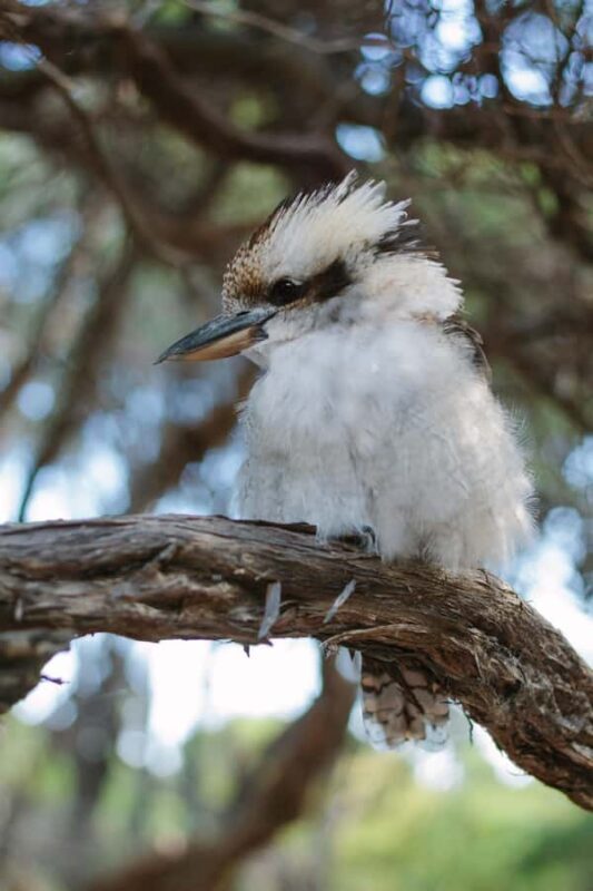 From Melbourne: Wilsons Promontory Wilderness Tour - FAQ