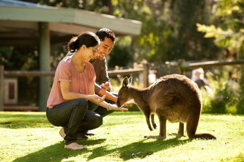 From Melbourne: Yarra Valley Wildlife & Wine Day Tour - Key Points