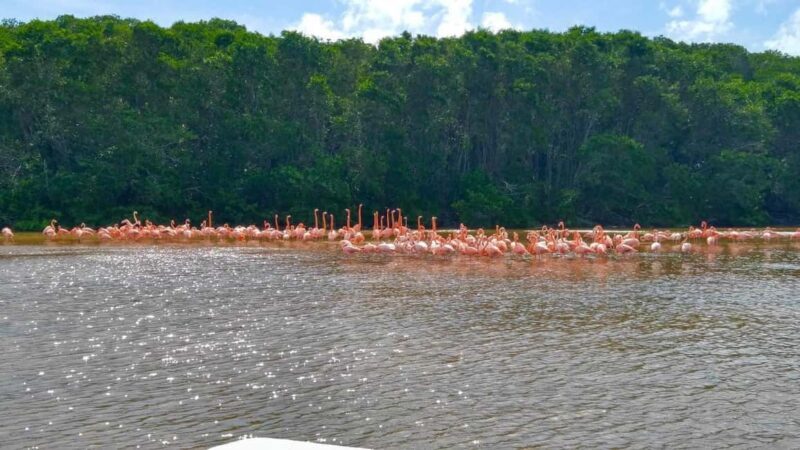 From Merida: Transfer to Celestun and Sisal - Who Should Consider This Tour?