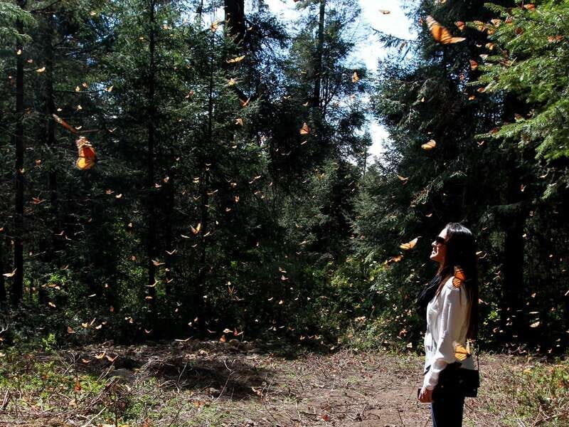 From Mexico City: 7-Day Monarch Butterfly Tour - What’s Included & What’s Not