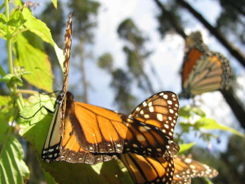 From Mexico City: 7-Day Monarch Butterfly Tour - Practical Tips & Considerations