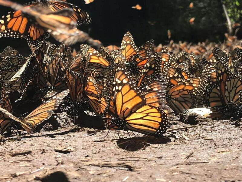 From Mexico City: 7-Day Monarch Butterfly Tour - The Sum Up