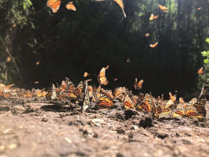 From Mexico City: 7-Day Monarch Butterfly Tour - FAQ