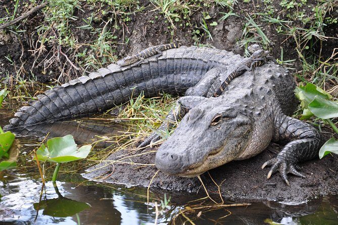 From Miami: Everglades Airboat, Wildlife Show, and Roundtrip Bus - Who Should Consider This Tour?