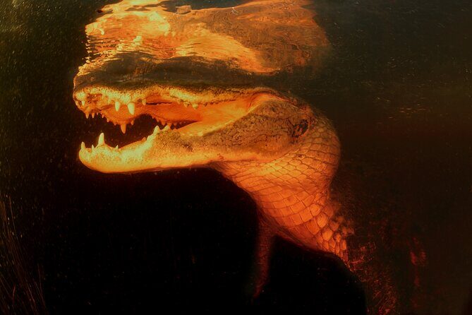 From Miami: Everglades at Night with Airboat and Alligators Tour - The Sum Up: Who Should Consider This Tour?