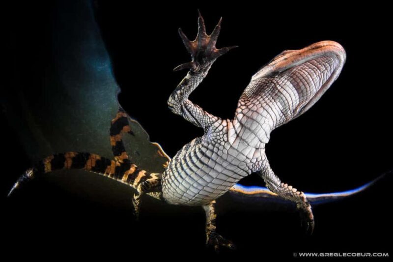 From Miami: Everglades at Night with Guided Airboat Tour - Who will enjoy this tour?