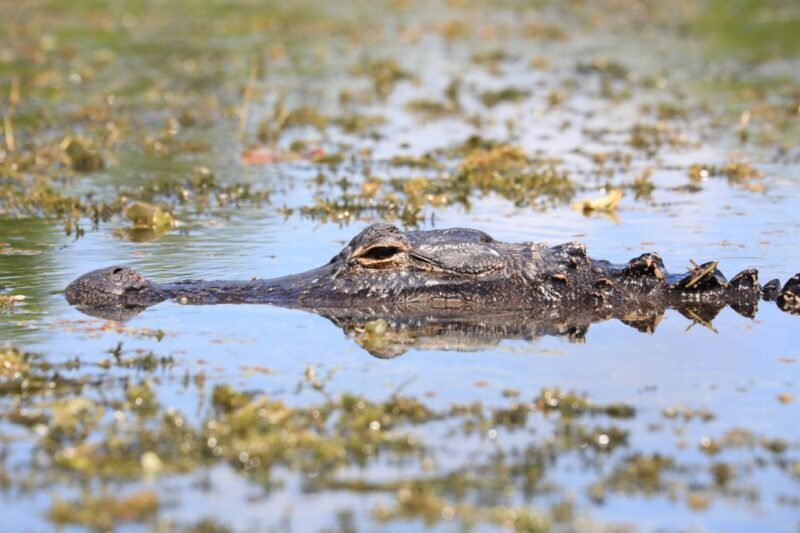 From Miami: Everglades Tour w/ Wet Walk, Boat Trips, & Lunch - Key Points