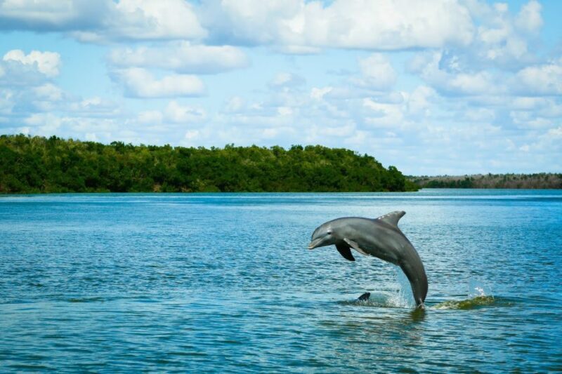 From Miami: Everglades Tour w/ Wet Walk, Boat Trips, & Lunch - Discovering the Everglades on a Full-Day Tour
