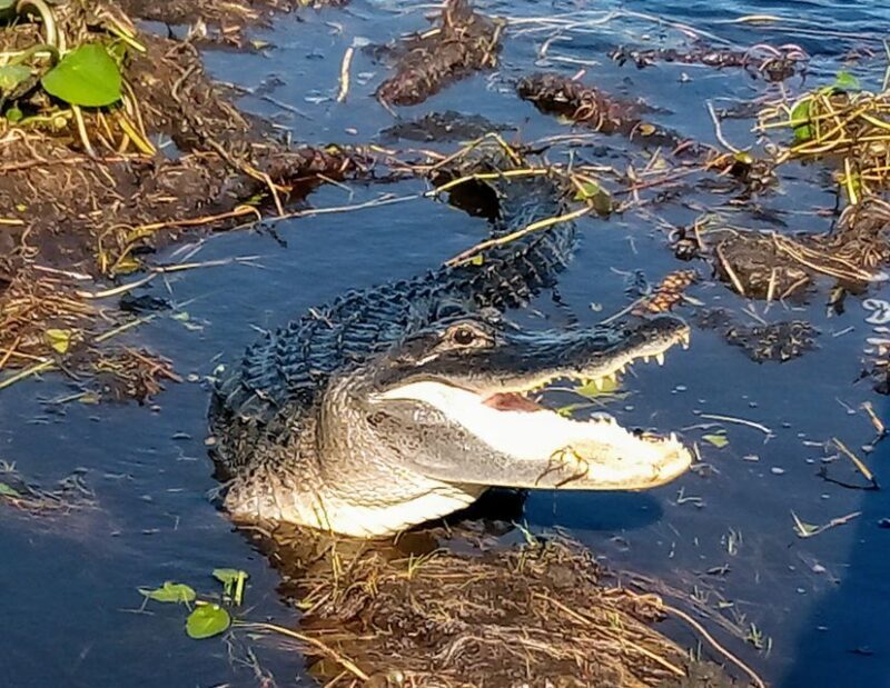 From Miami: Everglades Tour w/ Wet Walk, Boat Trips, & Lunch - What Travelers Say
