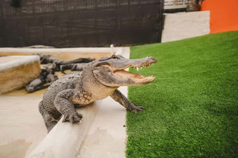 From Miami: Everglades, Wildlife Show, & Hop-on Hop-off Tour - Final Thoughts