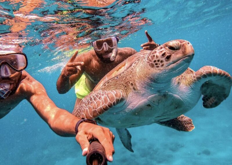 From Mindelo: São Vicente's Enchanting Sea Turtle Snorkeling - A Close Look at the Experience
