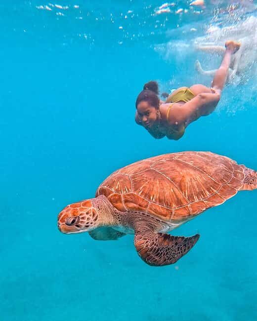 From Mindelo: Snorkel and Swim with Sea Turtles - Authentic Encounters and Tips