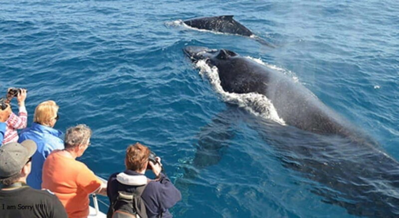 From Mirissa: All Inclusive Whales & Dolphin Watching Tour - Why This Tour Is Worth Considering