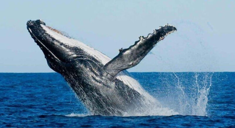 From Mirissa: All Inclusive Whales & Dolphin Watching Tour - What Travelers Say