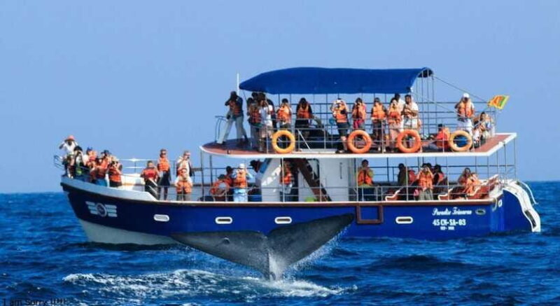 From Mirissa: All Inclusive Whales & Dolphin Watching Tour - The Value of This Experience