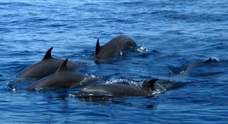 From Mirissa: All Inclusive Whales & Dolphin Watching Tour - Who Will Love This Tour?