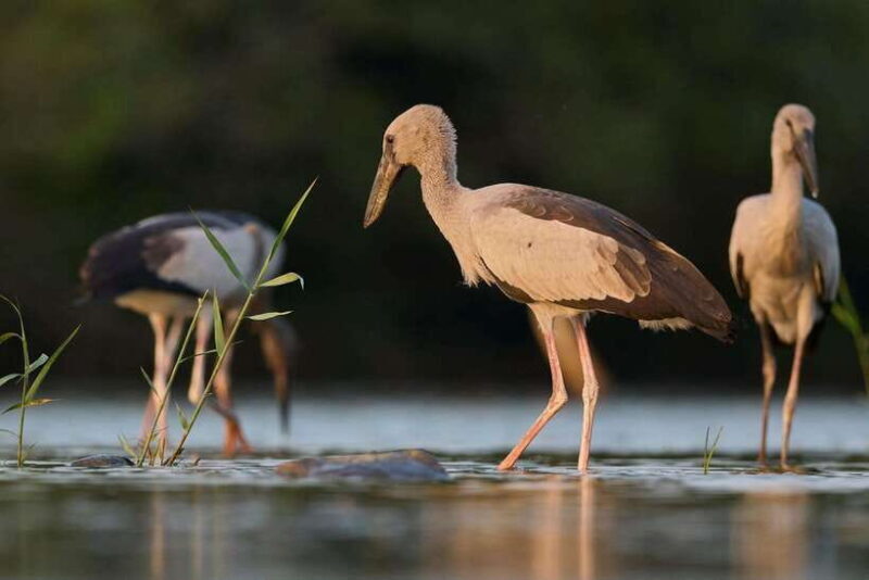 From Mirissa/Galle/Hikkaduwa: Udawalawa National Park Safari - Key Points