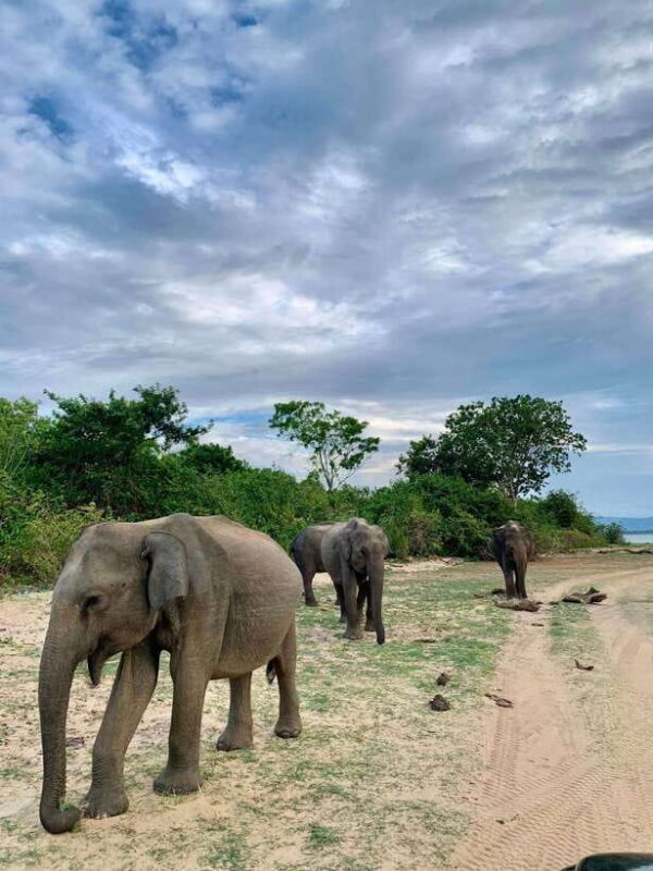 From Mirissa/Galle/Hikkaduwa: Udawalawa National Park Safari - An In-Depth Look at the Udawalawe Safari Tour