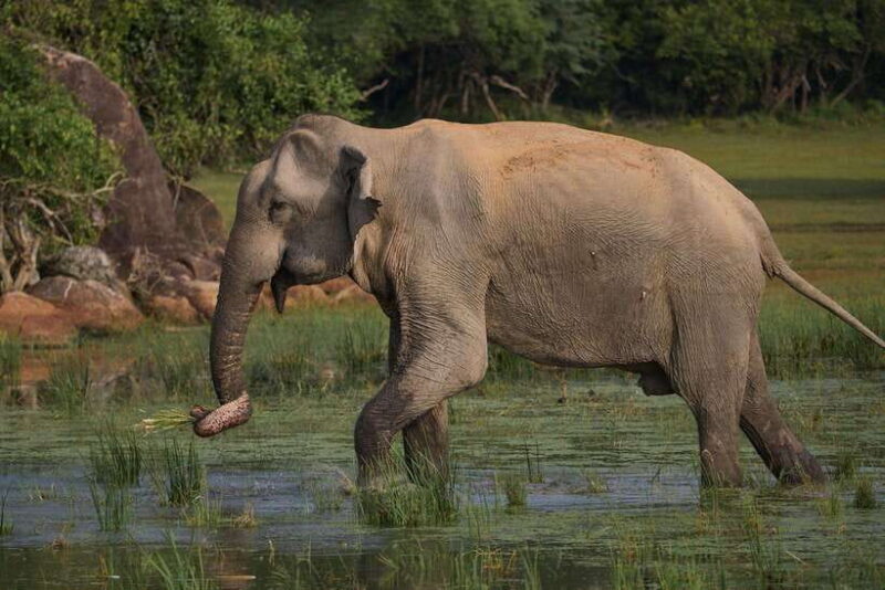 From Mirissa/Galle/Hikkaduwa: Udawalawa National Park Safari - FAQ: Your Questions Answered