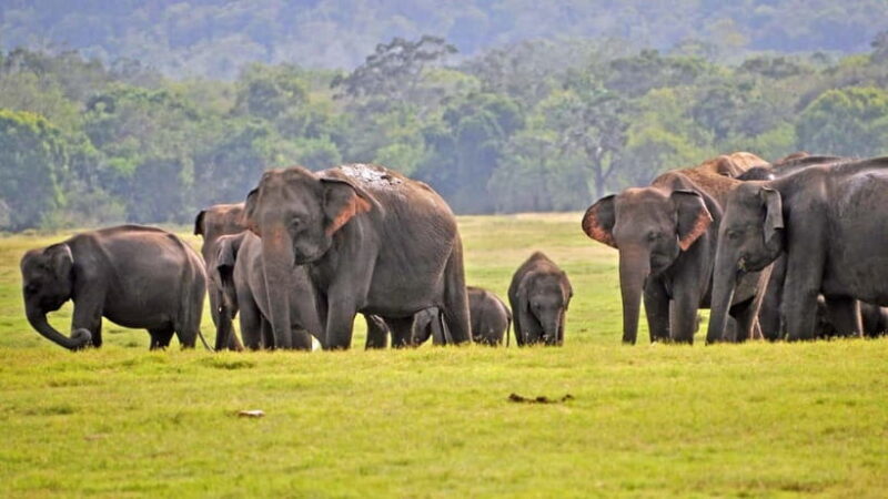 From Mirissa / Galle / Tangalle to Yala Safari & Drop- Ella - A Deep Dive into the Tour Experience