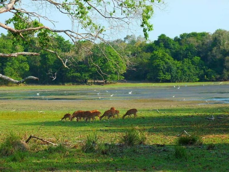 From Mirissa / Galle / Tangalle to Yala Safari & Drop- Ella - Final Thoughts