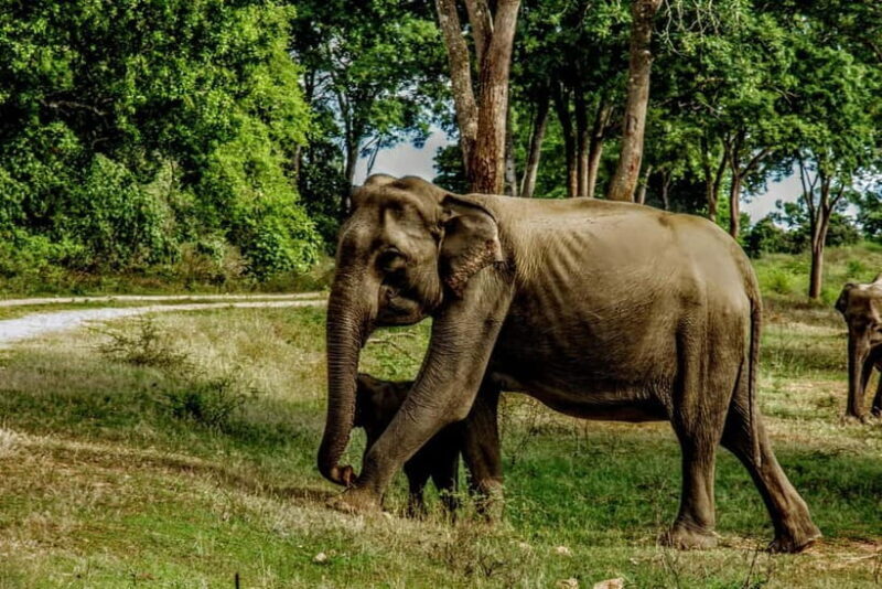 From Mirissa / Galle / Tangalle to Yala Safari & Drop- Ella - Frequently Asked Questions