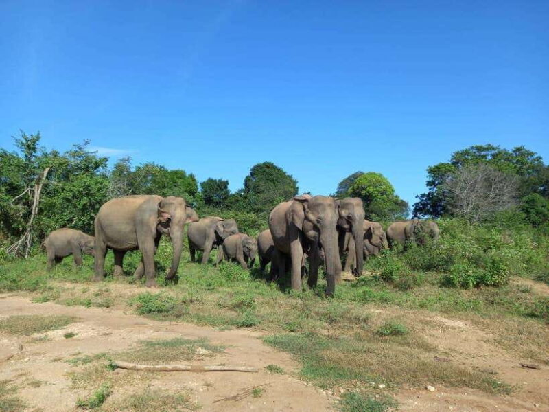 From Mirissa/ Weligama : Udawalawe Safari - Day Trip - Key Points