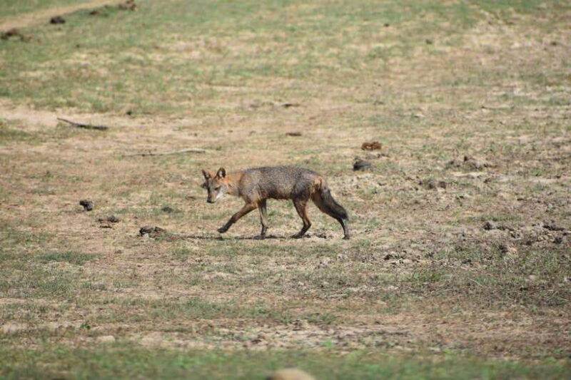 From Mirissa/ Weligama : Udawalawe Safari - Day Trip - Why This Tour Stands Out