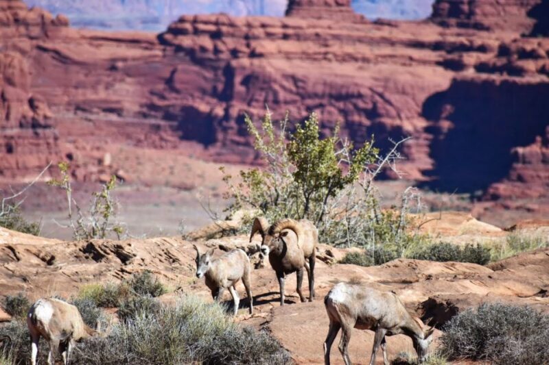 From Moab: Full-Day Canyonlands and Arches 4x4 Driving Tour - Final Thoughts