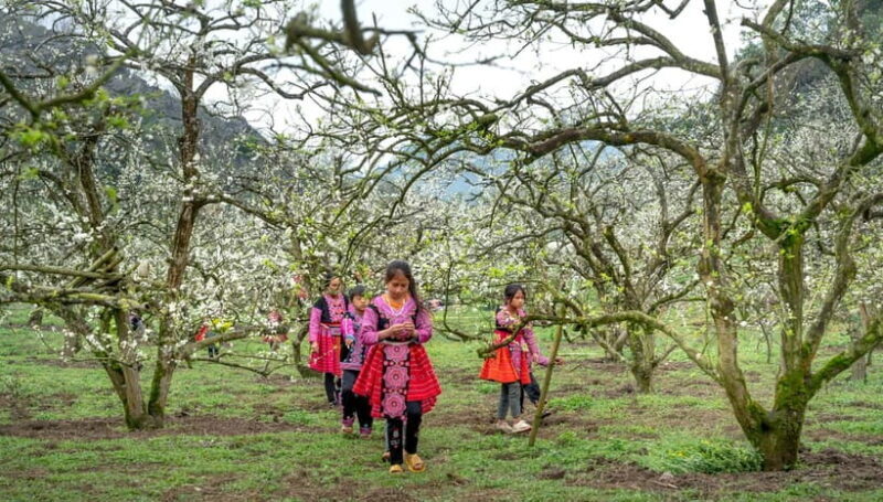 From Moc Chau: 3-Day Tea Farm and Waterfall Tour - Key Points