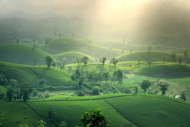 From Moc Chau: 3-Day Tea Farm and Waterfall Tour - A Detailed Look at the Moc Chau 3-Day Tour