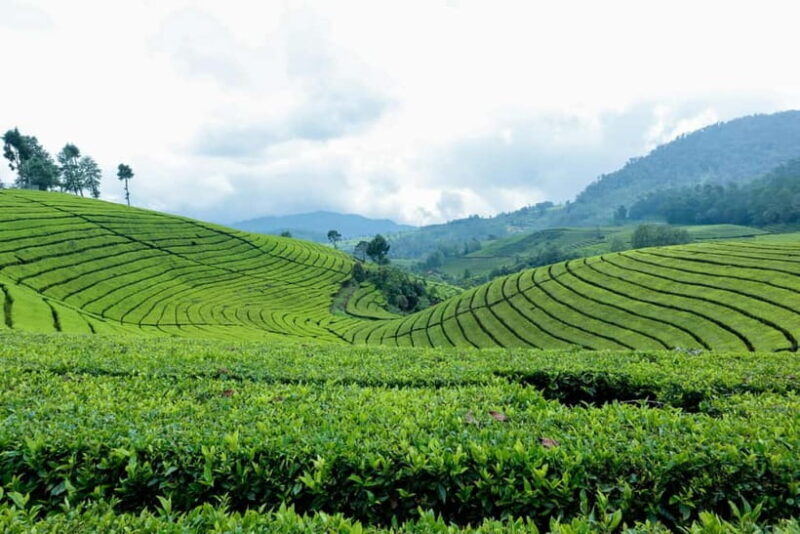 From Moc Chau: 3-Day Tea Farm and Waterfall Tour - The Authenticity and Value of the Experience