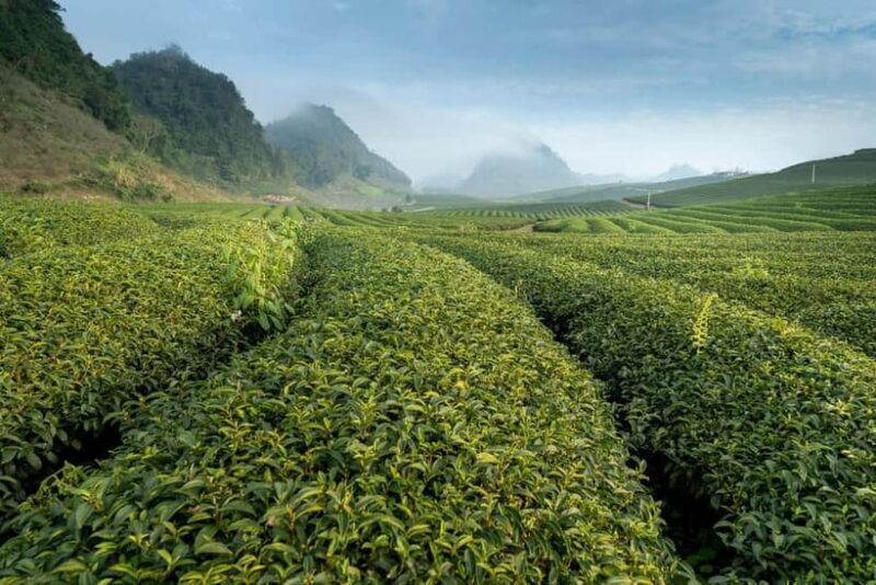 From Moc Chau: 3-Day Tea Farm and Waterfall Tour - The Sum Up: Who Should Consider This Tour?