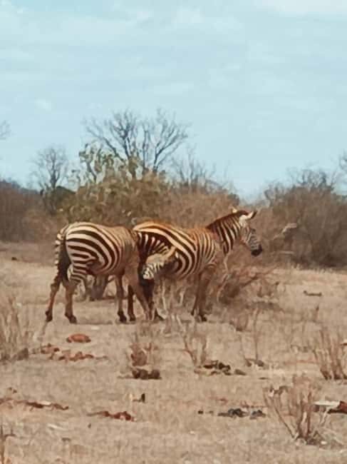 From Mombasa: 3-Day Tsavo East and Tsavo West Safari - Exploring the Landscape and Wildlife of Tsavo