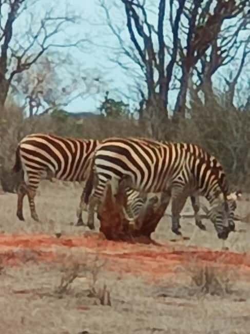 From Mombasa: 3-Day Tsavo East and Tsavo West Safari - The Value of This Safari Experience