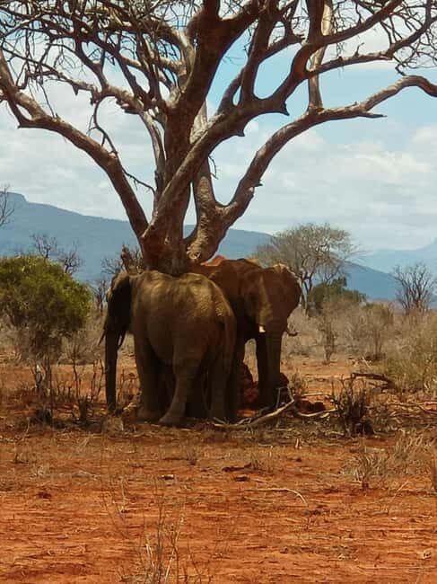 From Mombasa: 3-Day Tsavo East and Tsavo West Safari - Final Thoughts