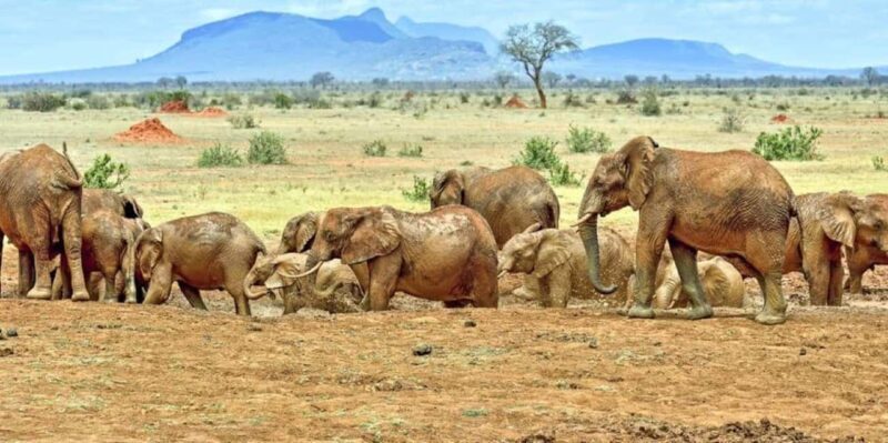 From Mombasa: 3 Day Tsavo West National Park Safari-Ngulia - From Mombasa: 3 Day Tsavo West National Park Safari-Ngulia