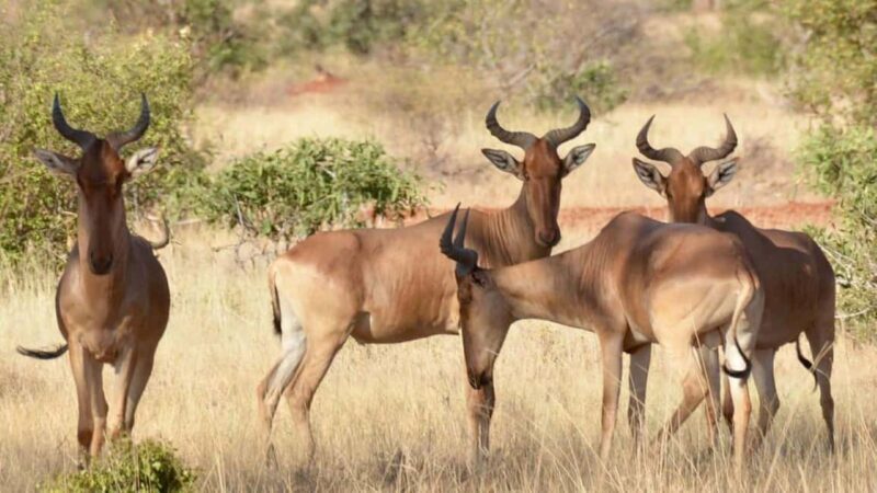 From Mombasa: 3 Day Tsavo West National Park Safari-Ngulia - Key Points