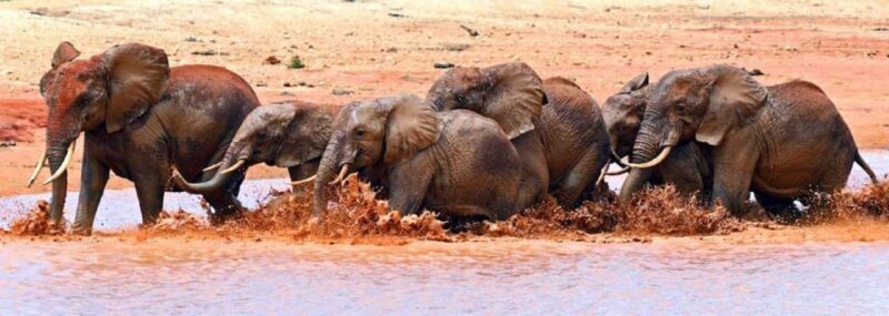 From Mombasa: 3 Day Tsavo West National Park Safari-Ngulia - Who Should Consider This Tour?