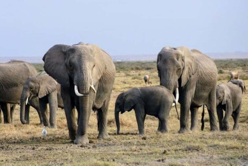 From Mombasa: Day Tour to Tsavo East National Park - Key Points