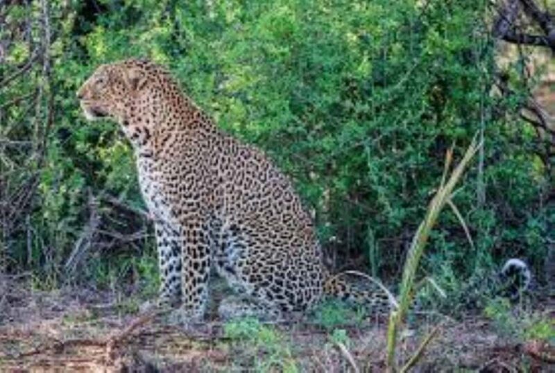 From Mombasa: Day Tour to Tsavo East National Park - Value and Practical Considerations