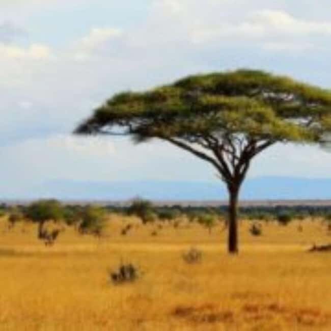 From Mombasa: Day Tour to Tsavo East National Park - Authentic Experiences and Traveler Insights