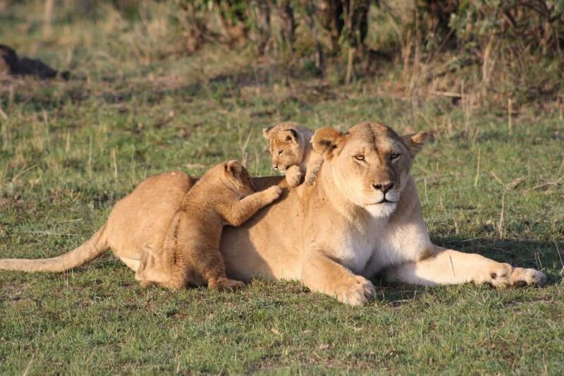 From Mombasa/Diani: 2-Days 1-Night Tsavo East Private Safari - Key Points