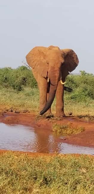 From Mombasa/Diani: 2-Days 1-Night Tsavo East Private Safari - Authenticity & Authentic Experiences