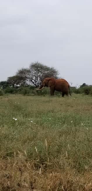 From Mombasa/Diani: 2-Days 1-Night Tsavo East Private Safari - The Sum Up