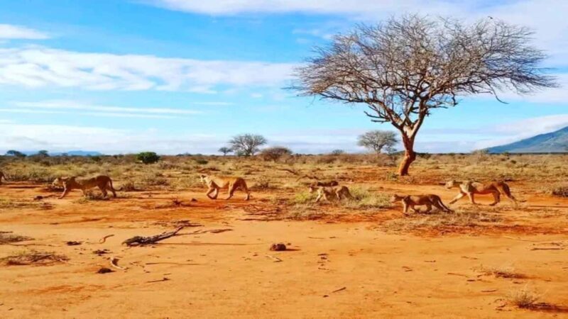 From Mombasa/Diani: 3-Day Tsavo East and Amboseli Safari - Key Points